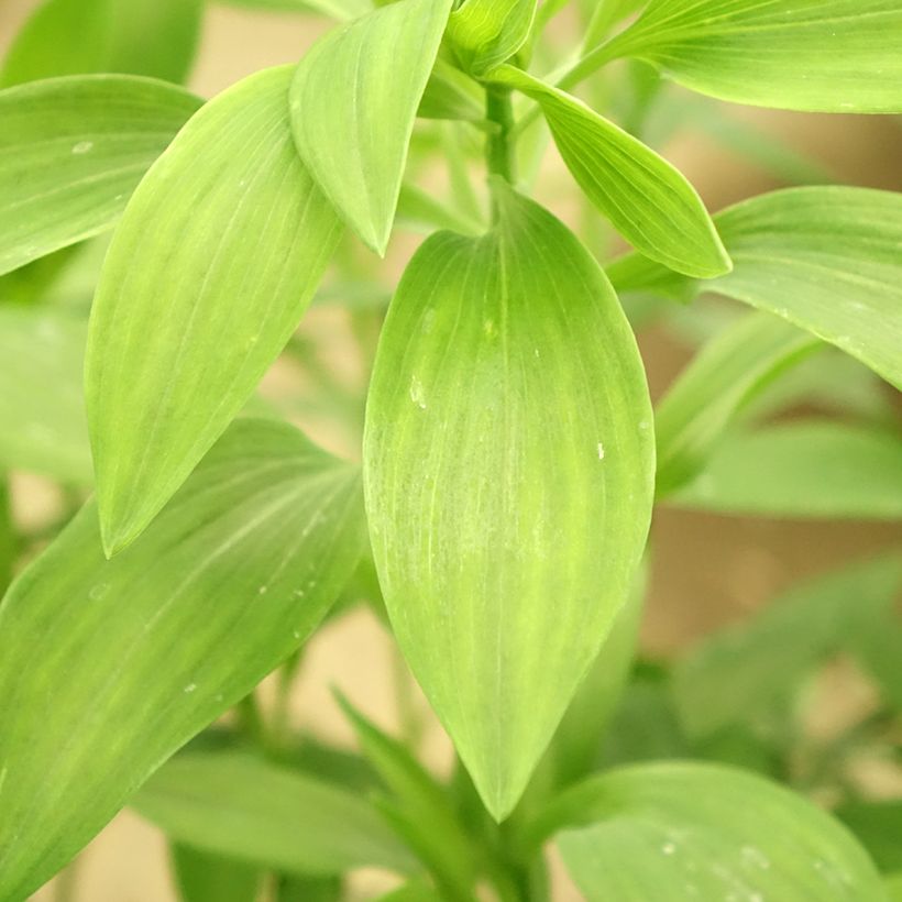 Alstroemeria Majestic Brissac (Fogliame)