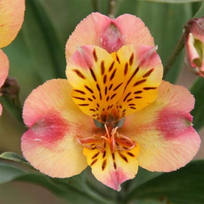 Alstroemeria Majestic Chartrené (Fioritura)