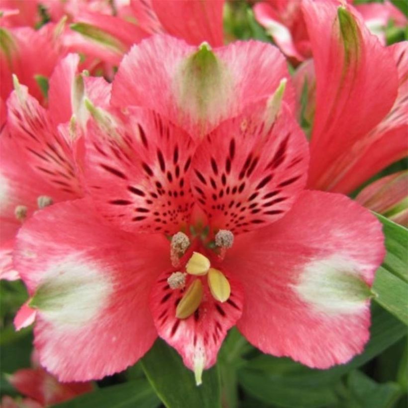 Alstroemeria Pitchounes Chloé (Fioritura)