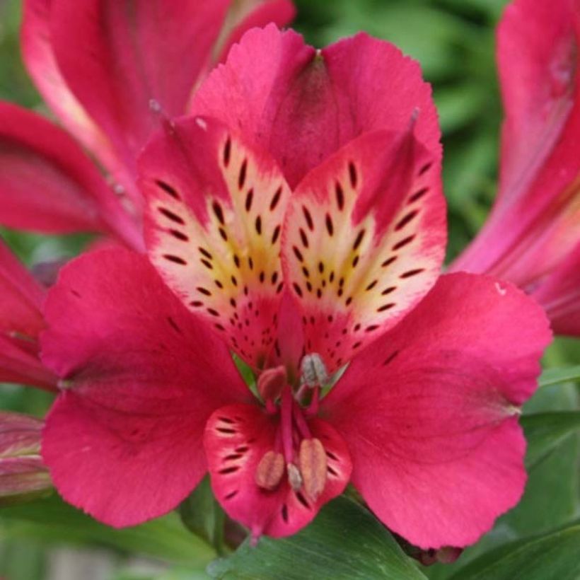 Alstroemeria Pitchounes Gaspard (Fioritura)