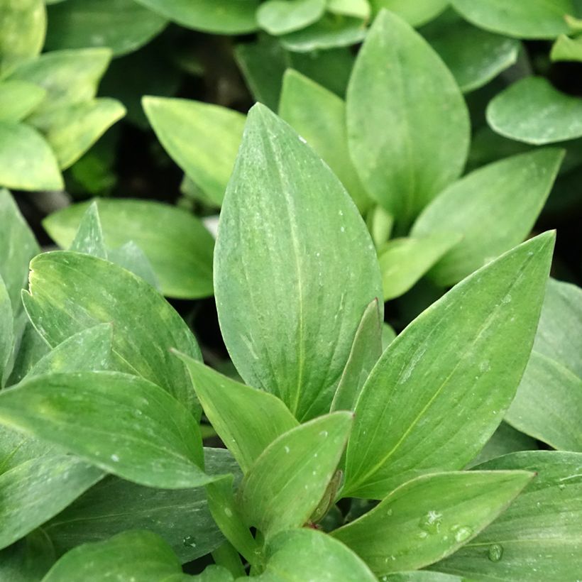 Alstroemeria Pitchounes Gaspard (Fogliame)