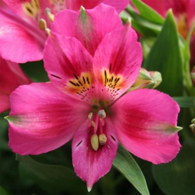 Alstroemeria Pitchounes Lola (Fioritura)