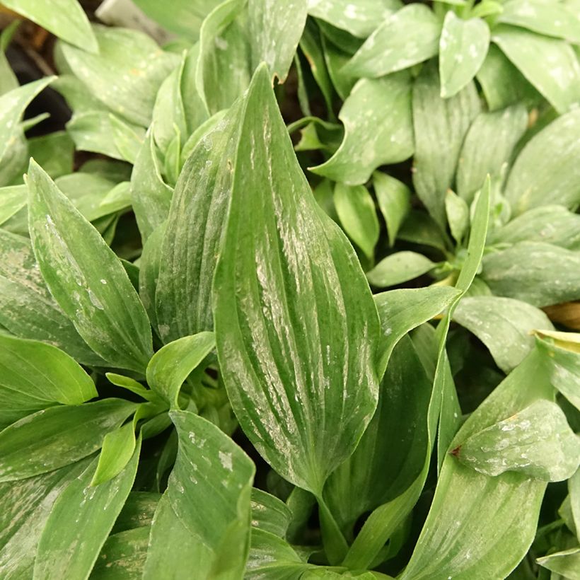 Alstroemeria Pitchounes Lola (Fogliame)