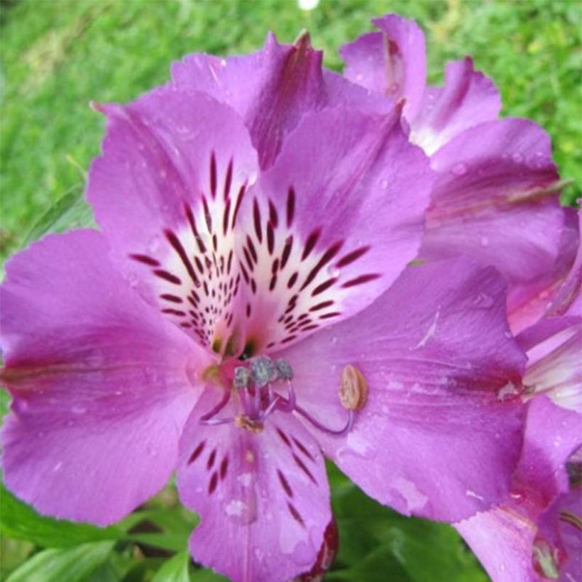 Alstroemeria Pitchounes Lucas (Fioritura)