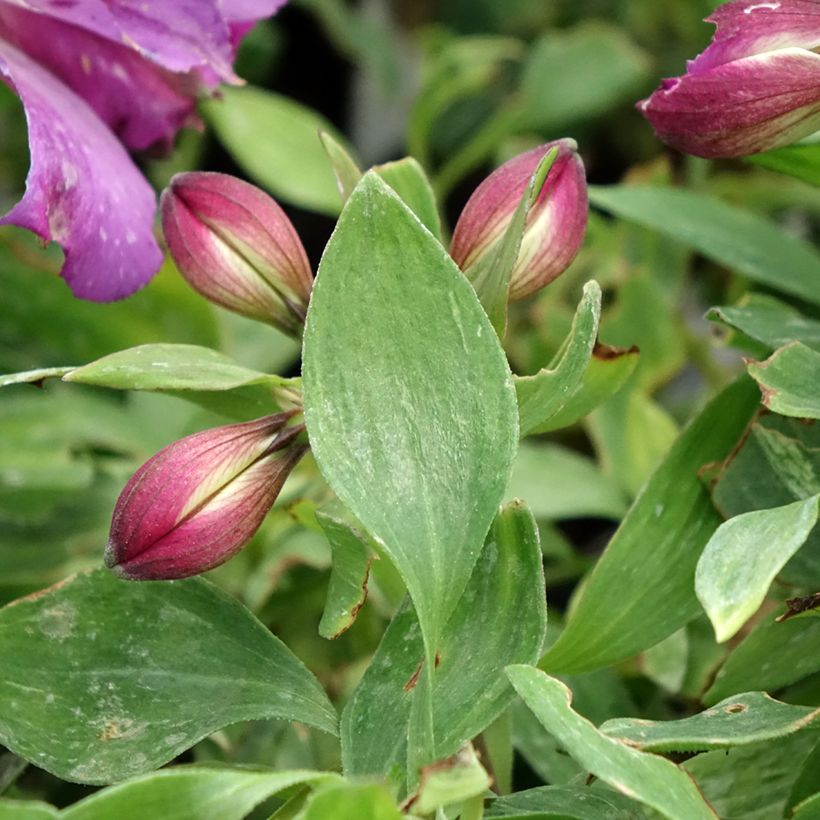 Alstroemeria Pitchounes Lucas (Fogliame)