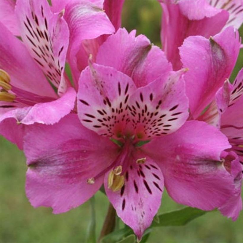 Alstroemeria Pitchounes Oceane (Fioritura)