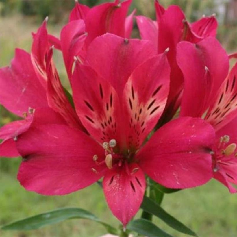 Alstroemeria Pitchounes Timoté (Fioritura)