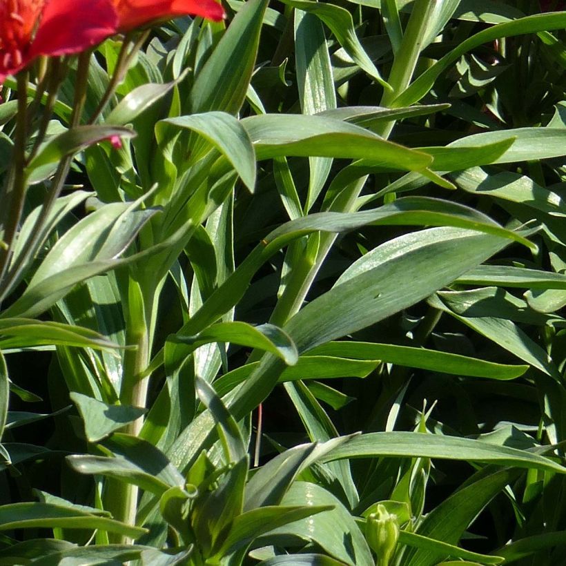 Alstroemeria Summer Paradise Summer Red (Fogliame)