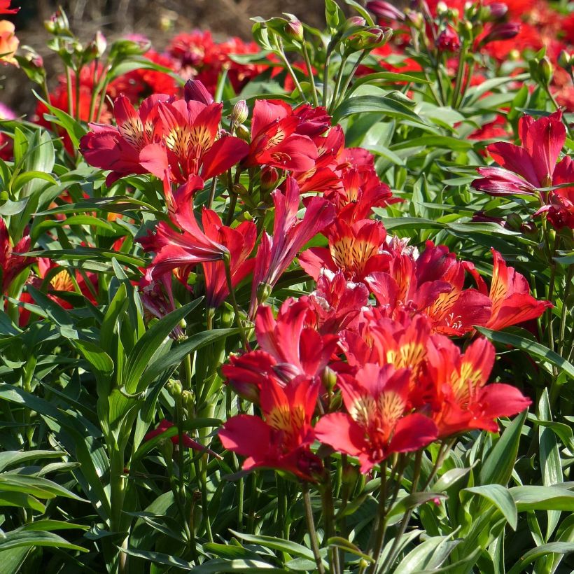 Alstroemeria Summer Paradise Summer Red (Fioritura)