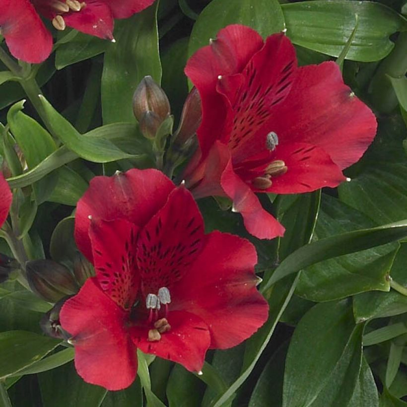 Alstroemeria Inticancha Red ou Valentino (Fioritura)