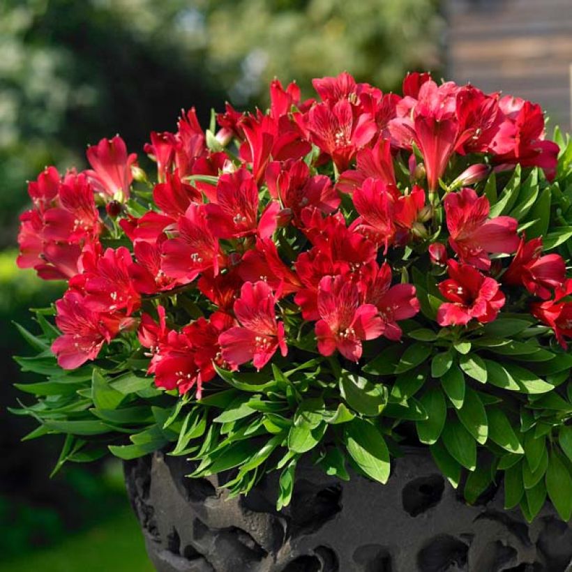 Alstroemeria Inticancha Red ou Valentino (Porto)