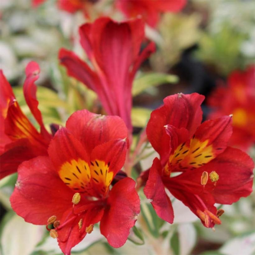 Alstroemeria Rock'n roll (Fioritura)