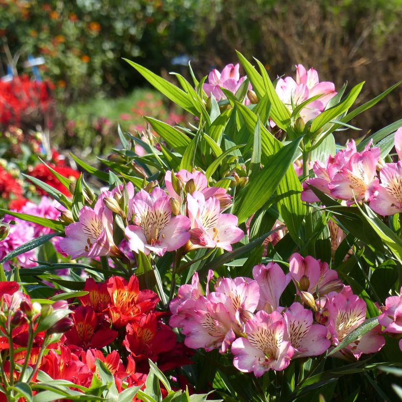 Alstroemeria Summer Paradise Summer Break (Fioritura)