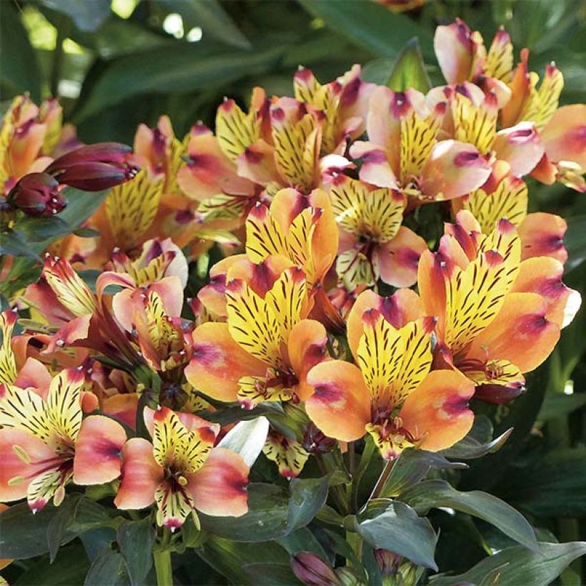 Alstroemeria Indian Summer (Fioritura)