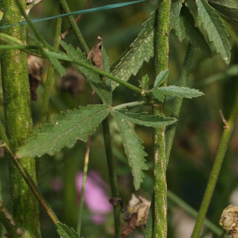 Althaea cannabina - Malva canapina (Fogliame)