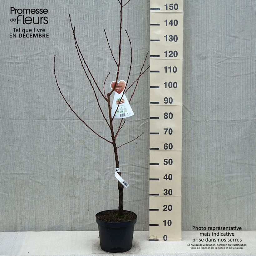 Amandier commun - Prunus dulcis Buisson en pot de 4l/5l esemplare consegnato in inverno