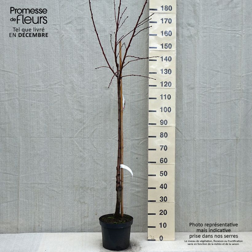 Amandier commun - Prunus dulcis Demi-tige en pot de 7,5l/10l esemplare consegnato in inverno