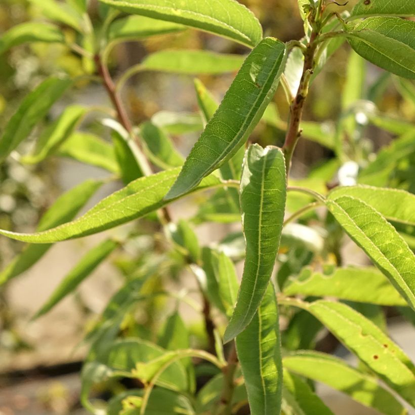 Mandorlo - Prunus dulcis (Fogliame)