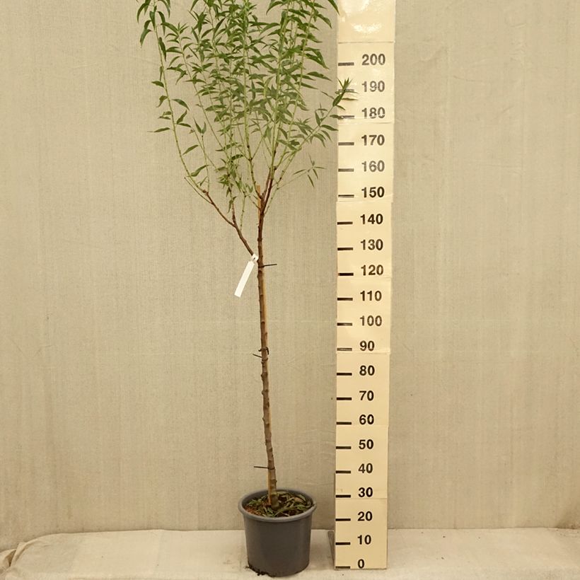 Esemplare di Amandier Supernova autofertile - Prunus dulcis Pot de 15L consegnato in estate