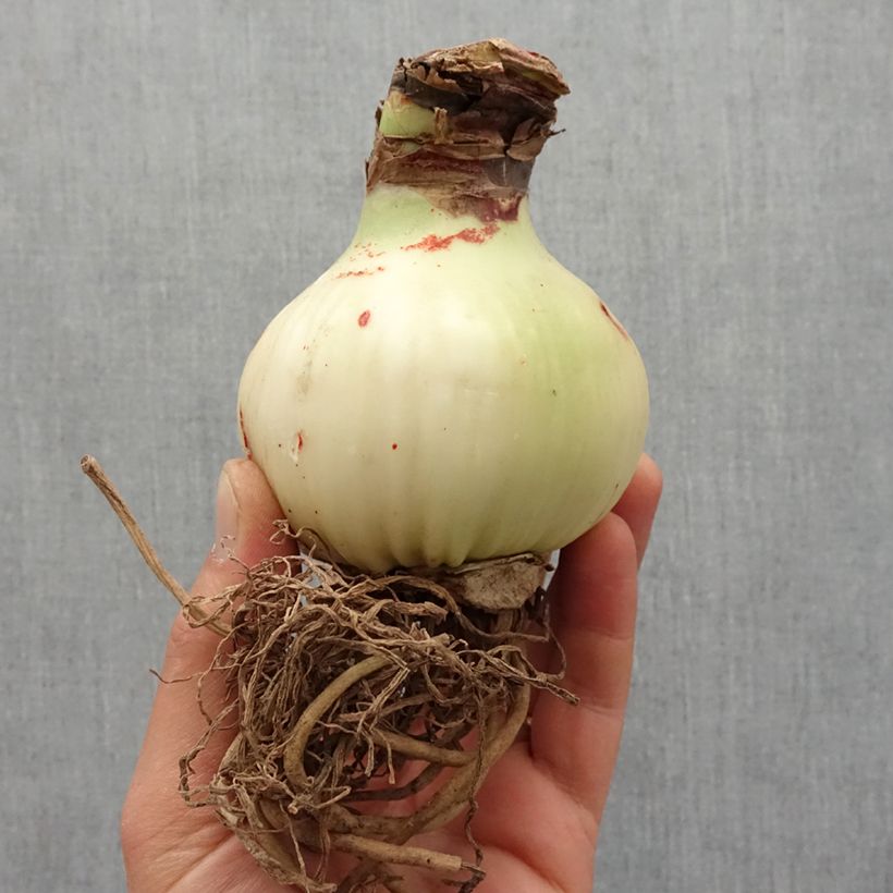 Amaryllis double Dream Bulbe esemplare consegnato in primavera