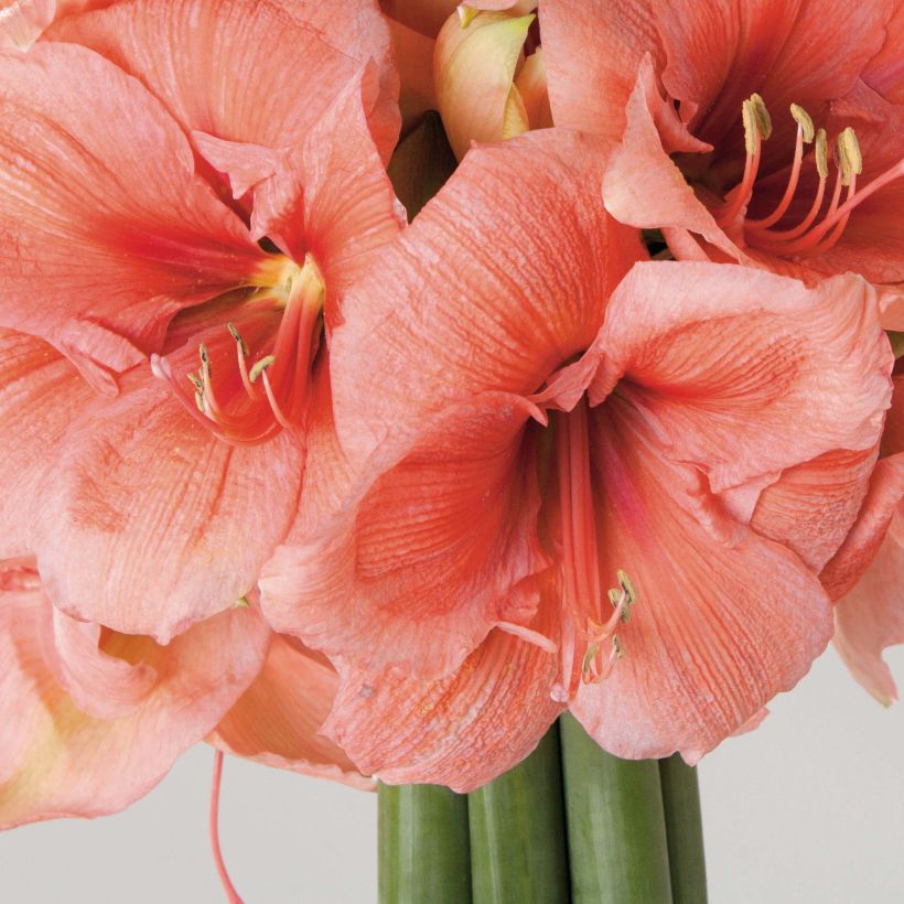 Amaryllis Rilona - Hippeastrum (Fioritura)