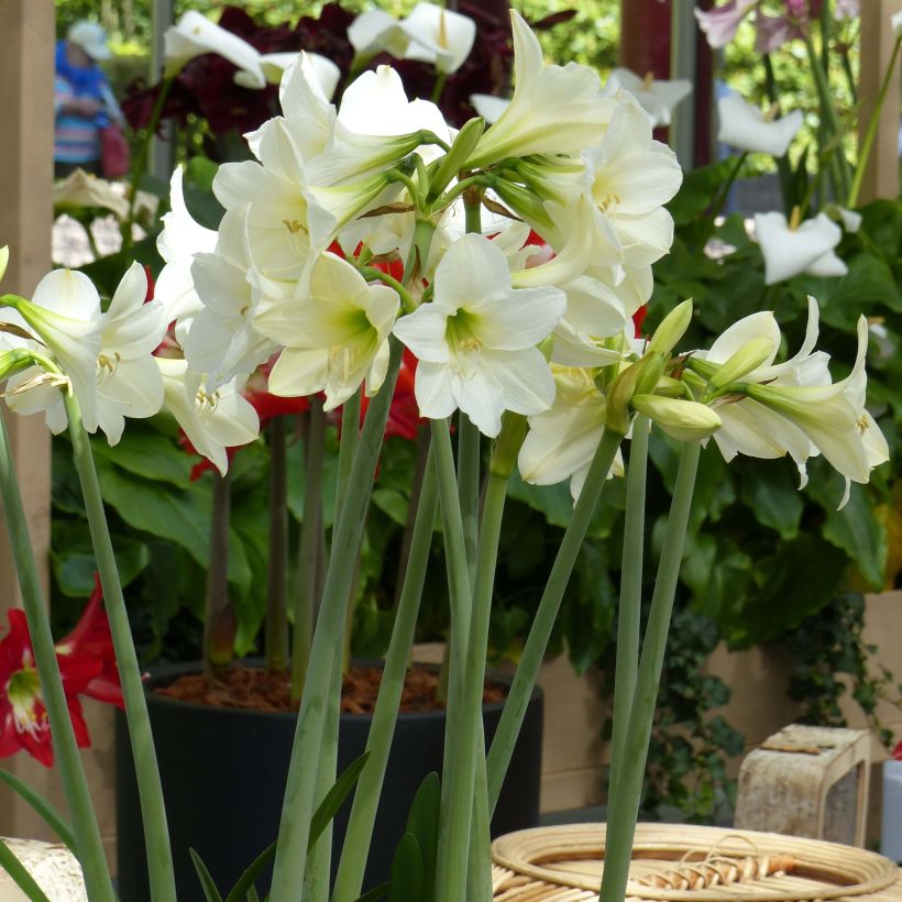 Amaryllis Sonatini White Rascal - Hippeastrum sonatini (Porto)