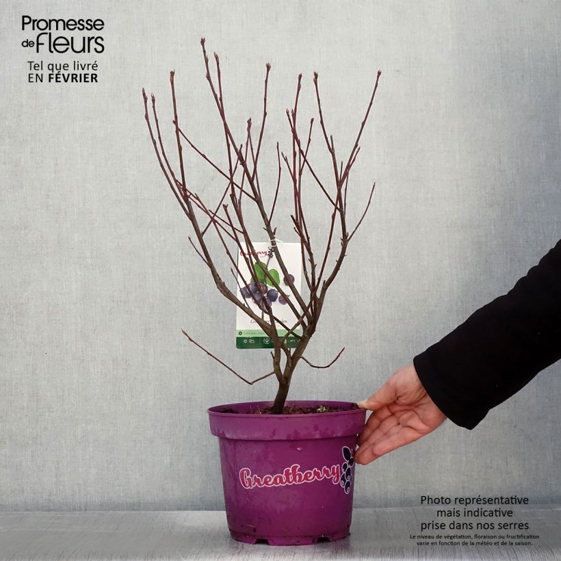 Amelanchier alnifolia Greatberry Garden (Northline) Pot de 3L/4L esemplare consegnato in inverno