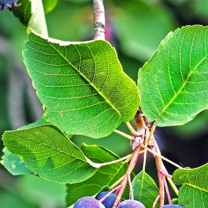 Amelanchier alnifolia Saskatoon Berry - Amelanchier (Fogliame)