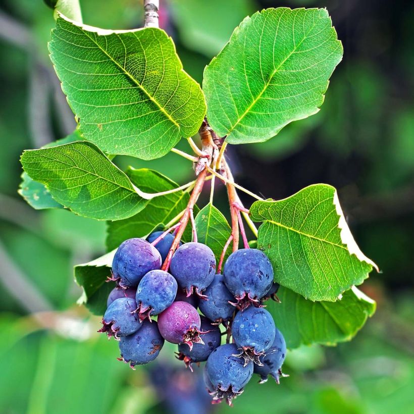 Amelanchier alnifolia Saskatoon Berry - Amelanchier (Raccolta)