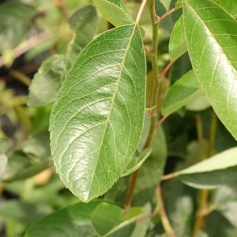 Amelanchier laevis Ballerina (Fogliame)