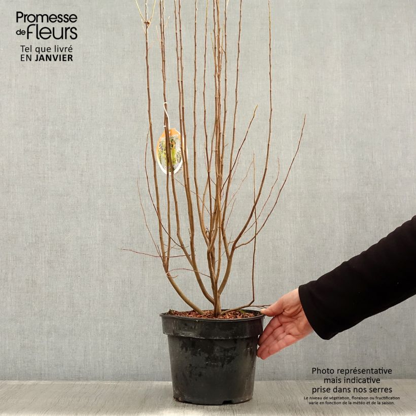 Amelanchier canadensis Rainbow Pillar  Pot de 5L esemplare consegnato in inverno