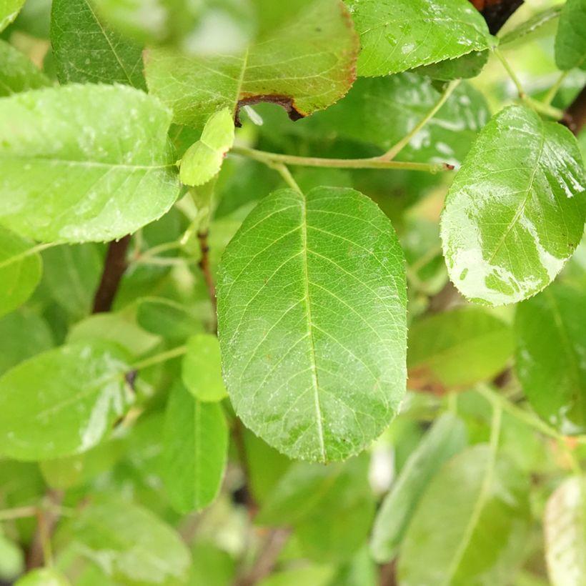 Amelanchier canadensis Rainbow Pillar - Pero corvino (Fogliame)