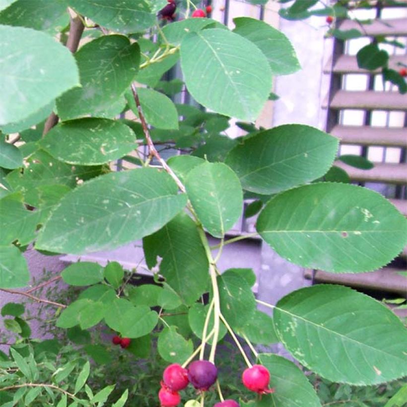 Amelanchier lamarckii - Pero corvino (Fogliame)