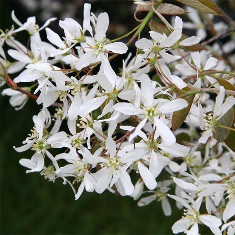 Amelanchier lamarckii - Pero corvino (Fioritura)