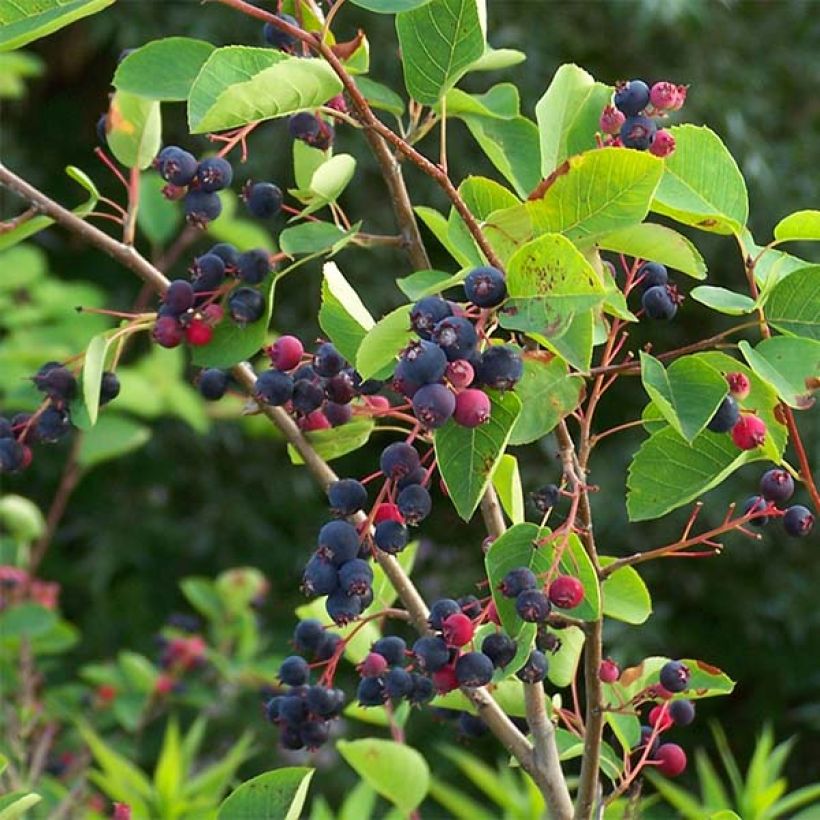 Amelanchier lamarckii - Pero corvino (Raccolta)