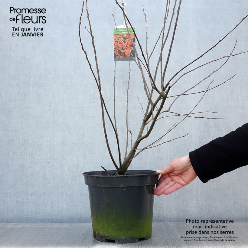 Amelanchier lamarckii en pot de 7,5L/10L esemplare consegnato in inverno