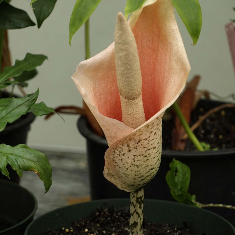 Amorphophallus bulbifer (Fioritura)