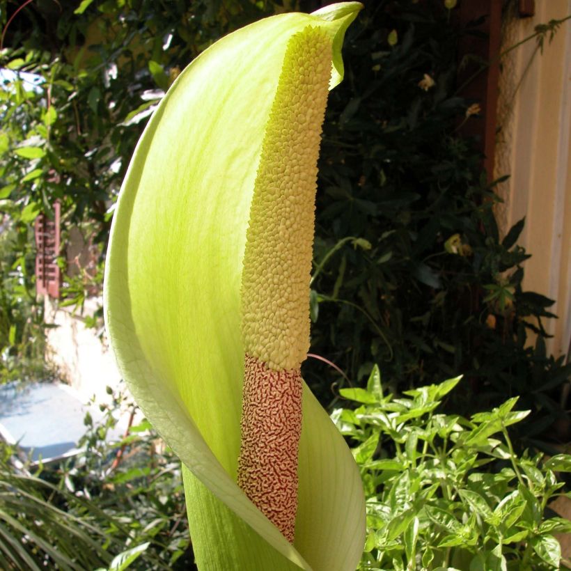 Amorphophallus napalensis (Fioritura)