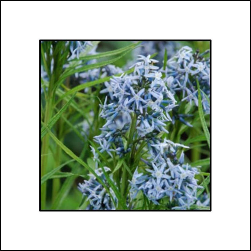 Amsonia Ernst Pagels (Fioritura)