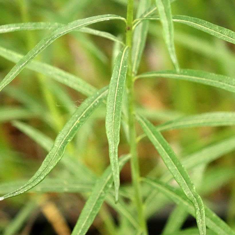 Amsonia Ernst Pagels (Fogliame)