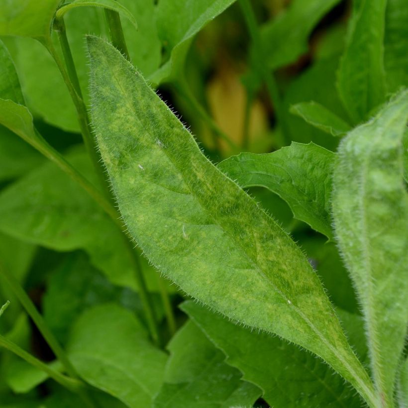 Anchusa azurea Loddon Royalist - Buglossa azzurra (Fogliame)