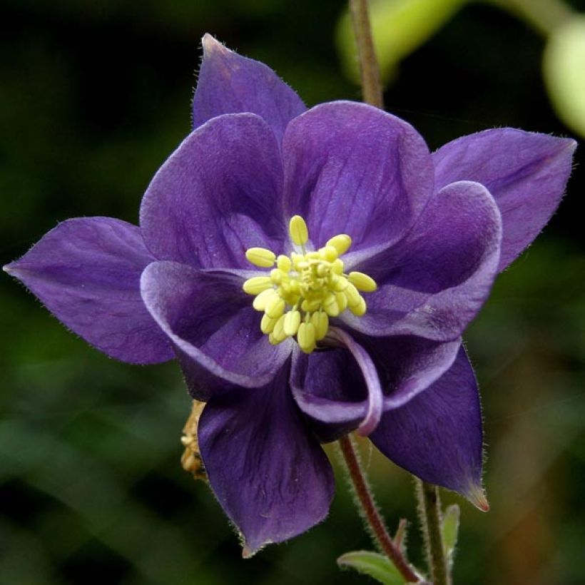 Aquilegia alpina (Fioritura)