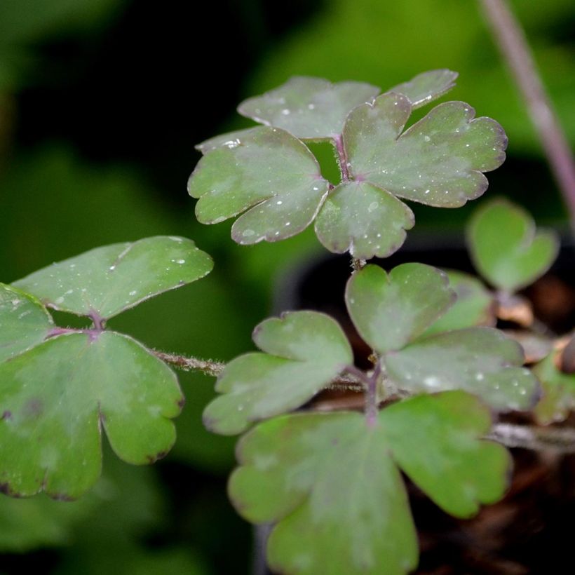 Aquilegia vulgaris William Guiness (Fogliame)