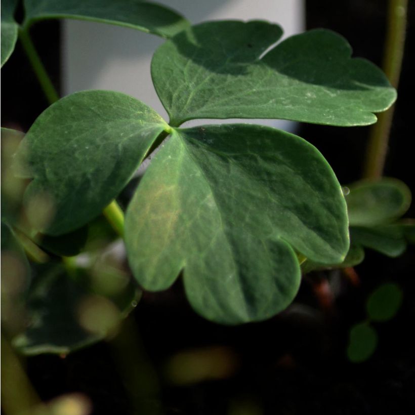 Aquilegia alpina (Fogliame)