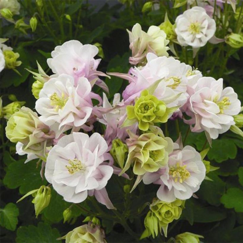 Aquilegia Winky Double Rose White (Fioritura)