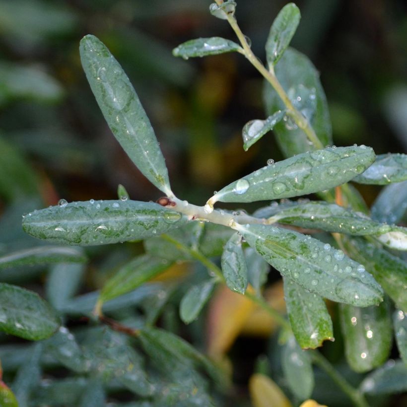 Andromeda polifolia Blue Ice - Rosmarino di palude (Fogliame)