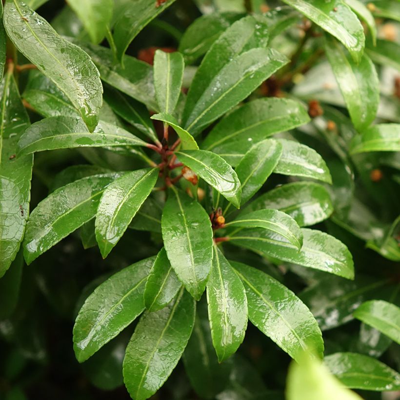 Pieris japonica Bonfire (Fogliame)