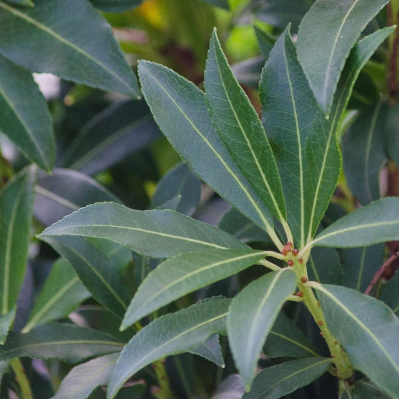 Pieris japonica Forest Flame (Fogliame)