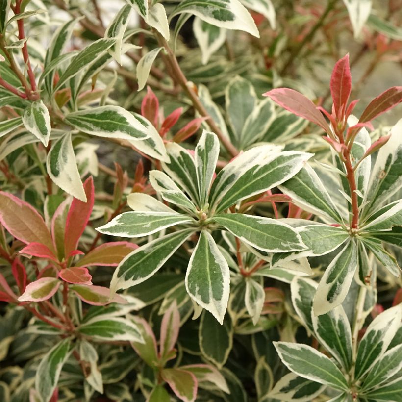 Pieris japonica Little Frosty (Fogliame)