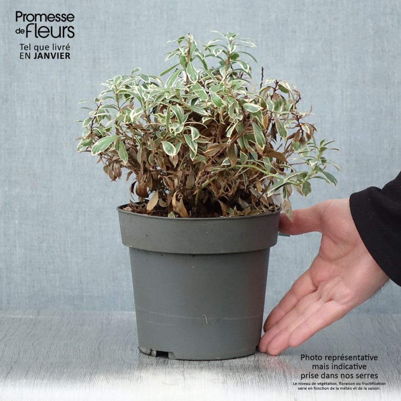 Andromède du Japon - Pieris japonica Little Frosty - Pot de 2L/3L esemplare consegnato in inverno